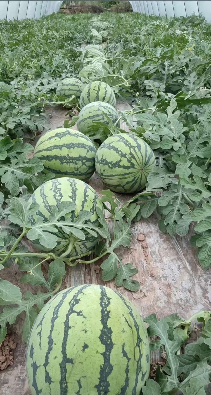 精品美都麒麟瓜产地货源充足保质保量全国发货欢迎随时看货