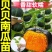 江苏宿迁贝贝南瓜苗基地直发保成活率提供技术指导抗病强