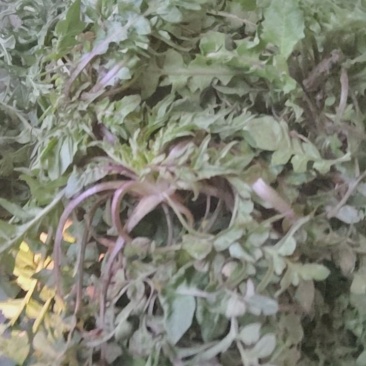 纯野生荠菜，懂得来，有你意想不到的惊喜