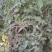 纯野生荠菜，懂得来，有你意想不到的惊喜