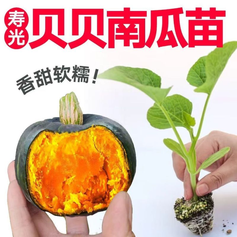 江苏宿迁贝贝南瓜苗基地直发保成活率提供技术指导抗病强