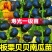 江苏宿迁贝贝南瓜苗基地直发保成活率提供技术指导抗病强