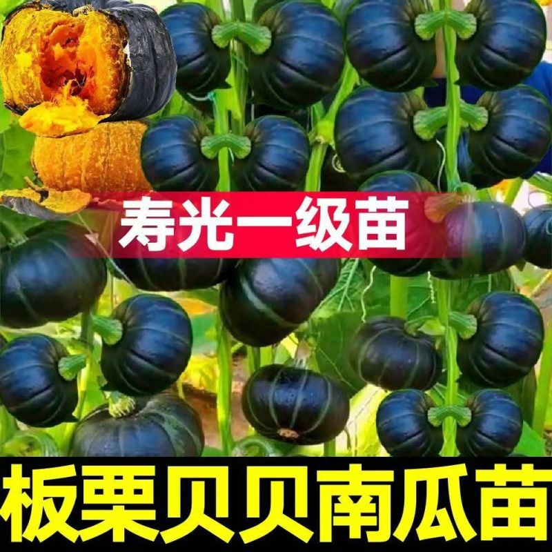 江苏宿迁贝贝南瓜苗基地直发保成活率提供技术指导抗病强