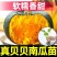 江苏宿迁贝贝南瓜苗基地直发保成活率提供技术指导抗病强