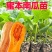 江苏宿迁贝贝南瓜苗基地直发保成活率提供技术指导抗病强