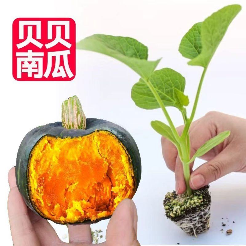 江苏宿迁贝贝南瓜苗基地直发保成活率提供技术指导抗病强