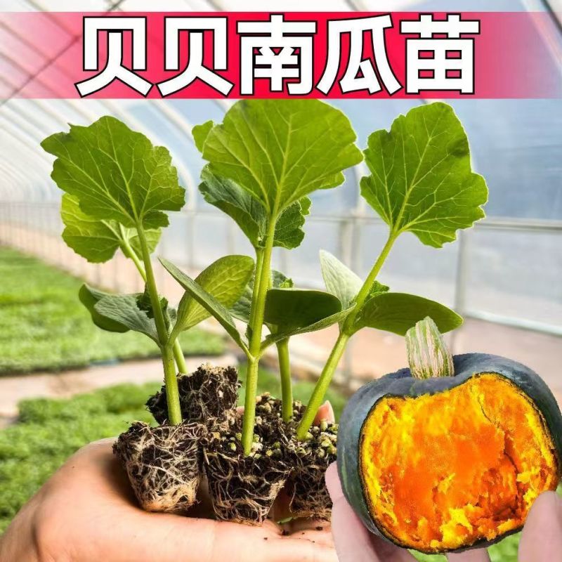 江苏宿迁贝贝南瓜苗基地直发保成活率提供技术指导抗病强