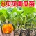 江苏宿迁贝贝南瓜苗基地直发保成活率提供技术指导抗病强