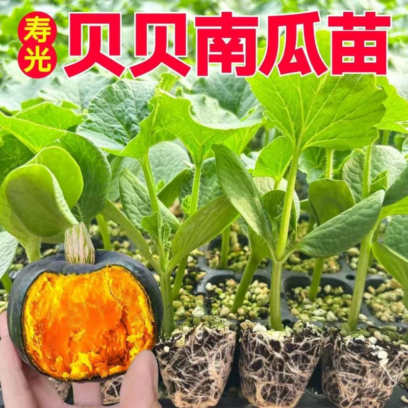 江苏宿迁贝贝南瓜苗基地直发保成活率提供技术指导抗病强