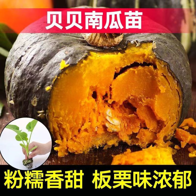江苏宿迁贝贝南瓜苗基地直发保成活率提供技术指导抗病强
