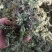 纯野生荠菜，懂得来，有你意想不到的惊喜