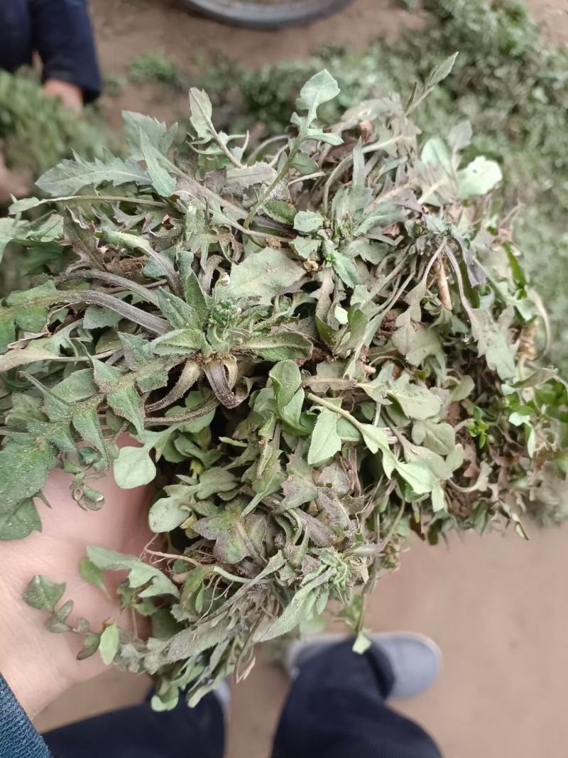 纯野生荠菜，懂得来，有你意想不到的惊喜