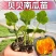 《热卖》江苏宿迁贝贝南瓜苗大量上市基地直发规格齐全