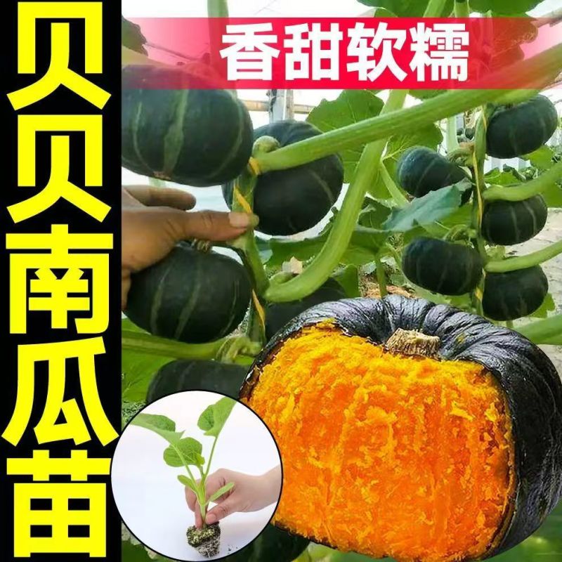 《热卖》江苏宿迁贝贝南瓜苗大量上市基地直发规格齐全