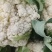 花菜