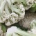 花菜