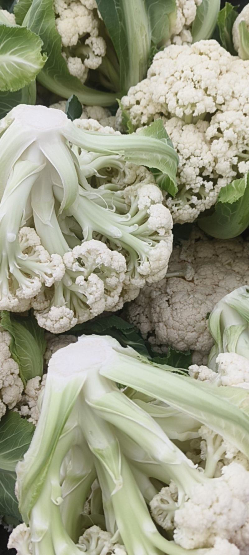 花菜