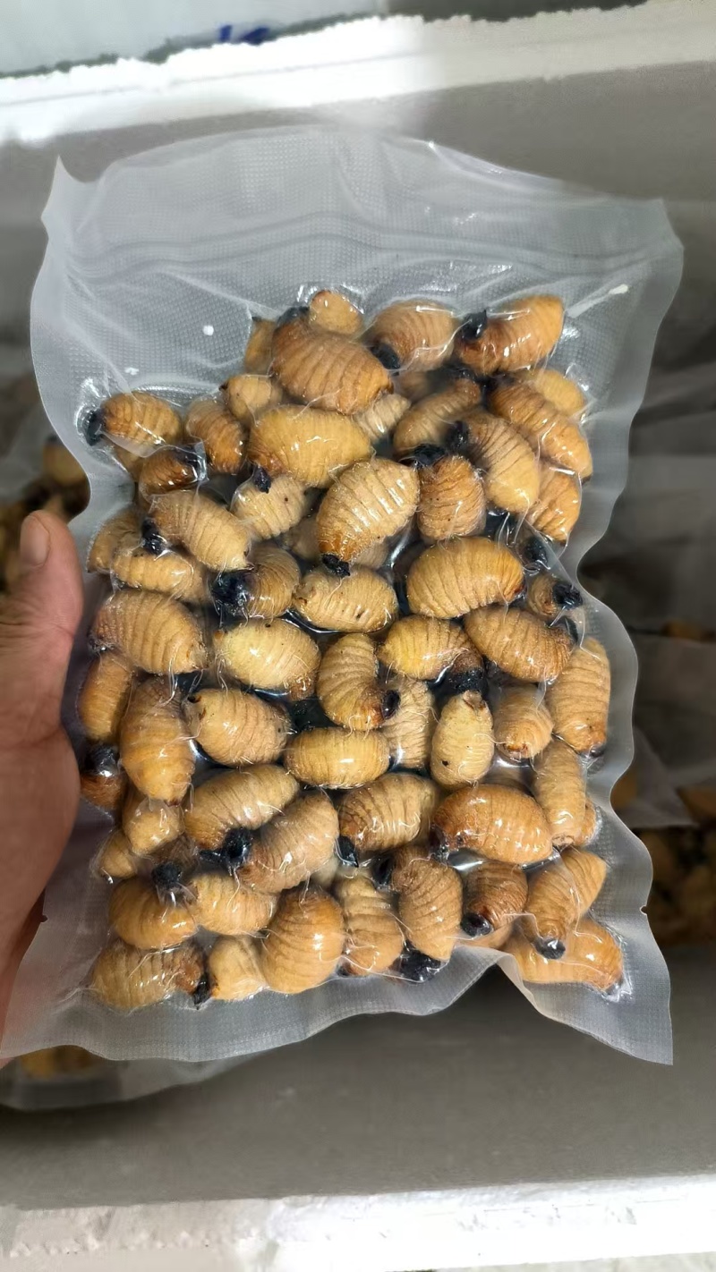 广东冰鲜竹虫/速冻鲜活竹虫/冰冻整箱高蛋白食用冷冻昆虫商