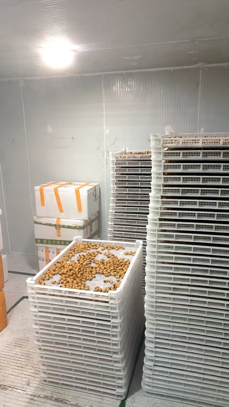广东冰鲜竹虫/速冻鲜活竹虫/冰冻整箱高蛋白食用冷冻昆虫商