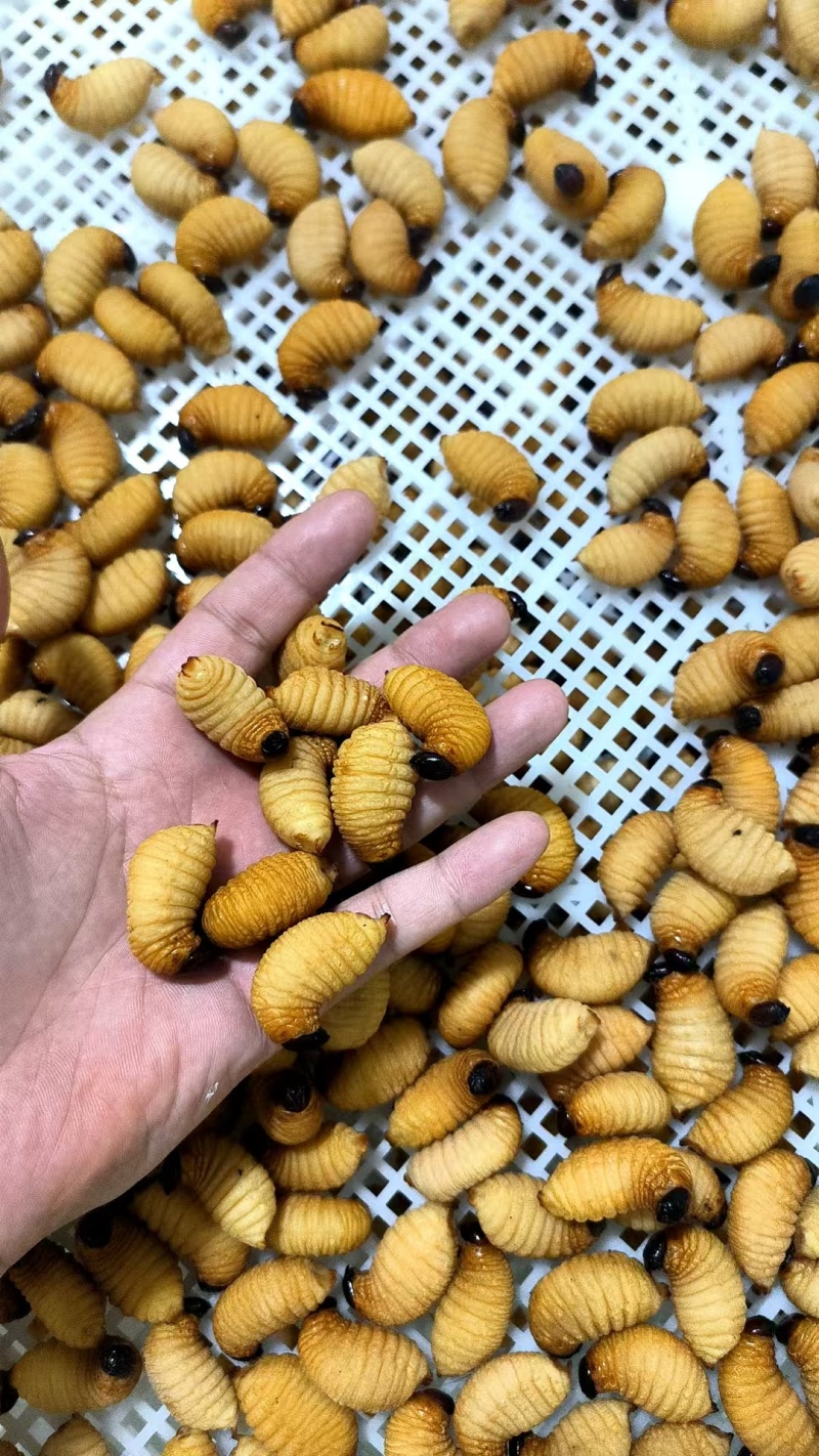 广东冰鲜竹虫/速冻鲜活竹虫/冰冻整箱高蛋白食用冷冻昆虫商