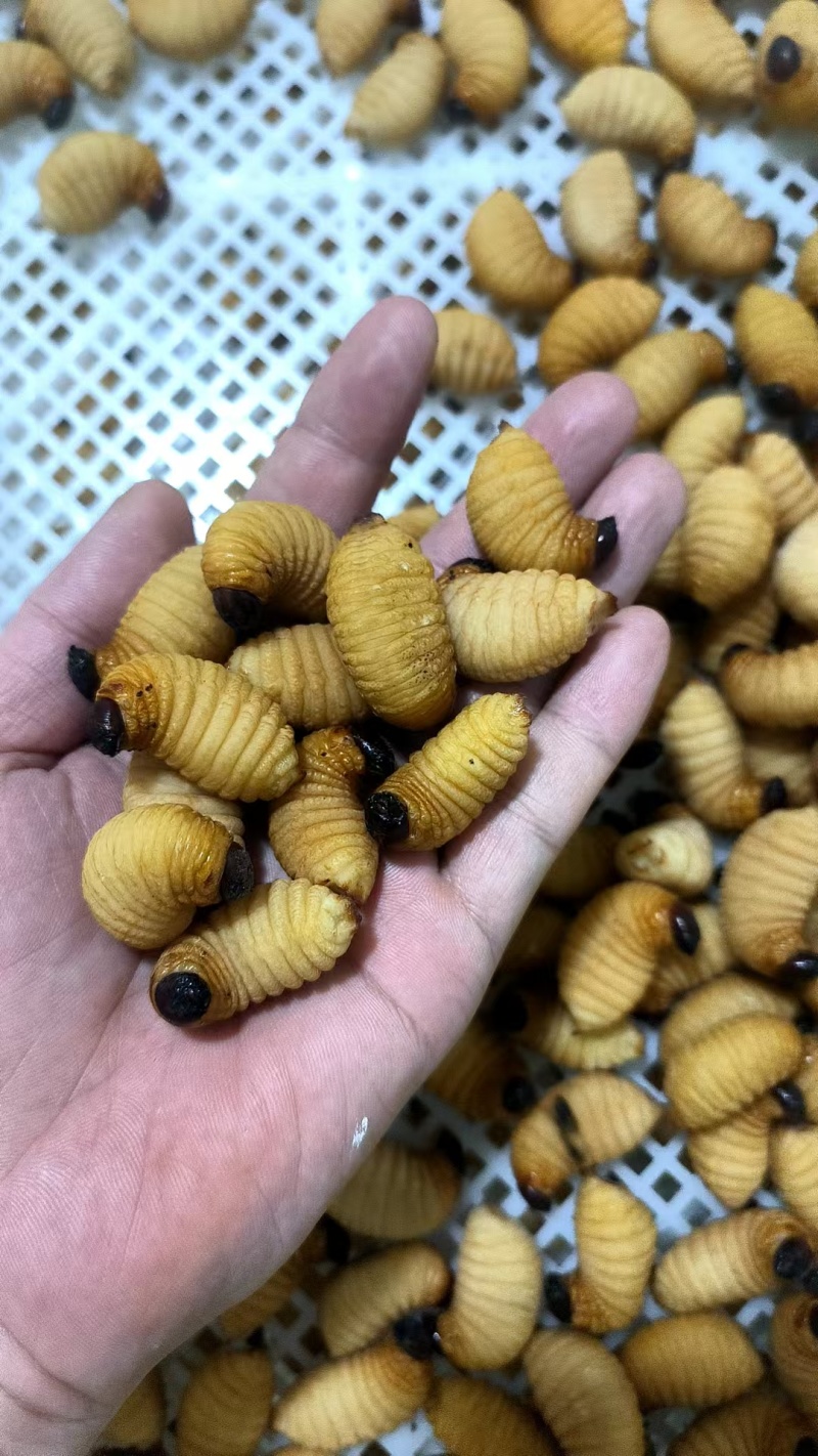广东冰鲜竹虫/速冻鲜活竹虫/冰冻整箱高蛋白食用冷冻昆虫商