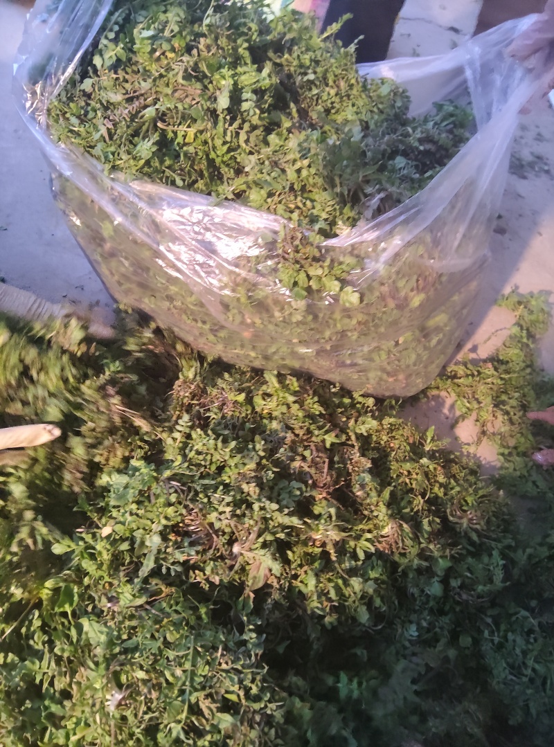 纯野生荠菜，懂得来，有你意想不到的惊喜