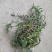 纯野生荠菜，懂得来，有你意想不到的惊喜