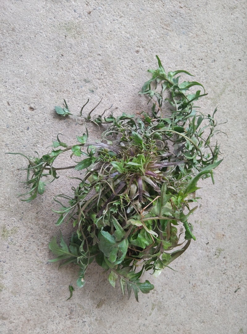 纯野生荠菜，懂得来，有你意想不到的惊喜