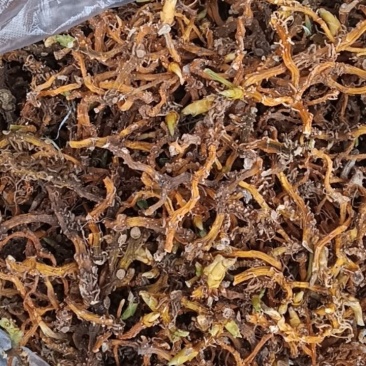 贵州深山野生玉竹条蒸一次自然凉干安全无硫