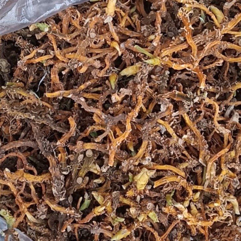 贵州深山野生玉竹条蒸一次自然凉干安全无硫