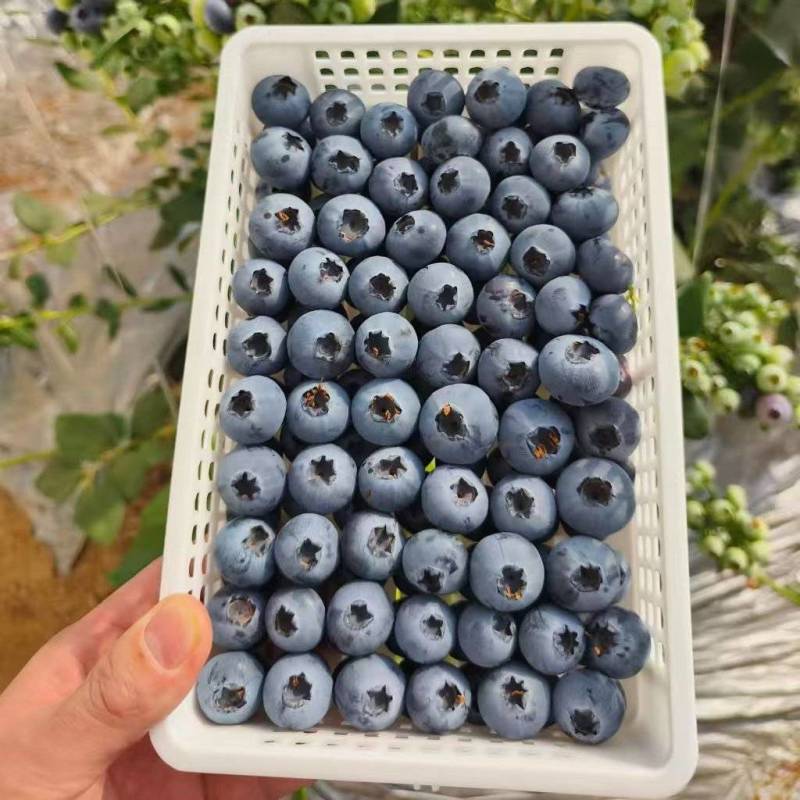 山东蓝莓L25/蓝莓F6大量上市基地直供品质优可视频看货