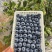 山东蓝莓L25/蓝莓F6大量上市基地直供品质优可视频看货