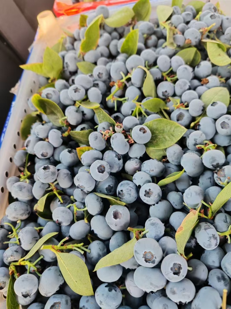 山东蓝莓L25/蓝莓F6大量上市基地直供品质优可视频看货