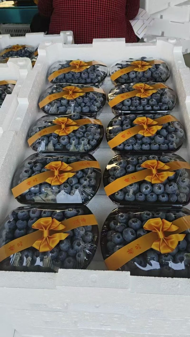 山东蓝莓L25/蓝莓F6大量上市基地直供品质优可视频看货