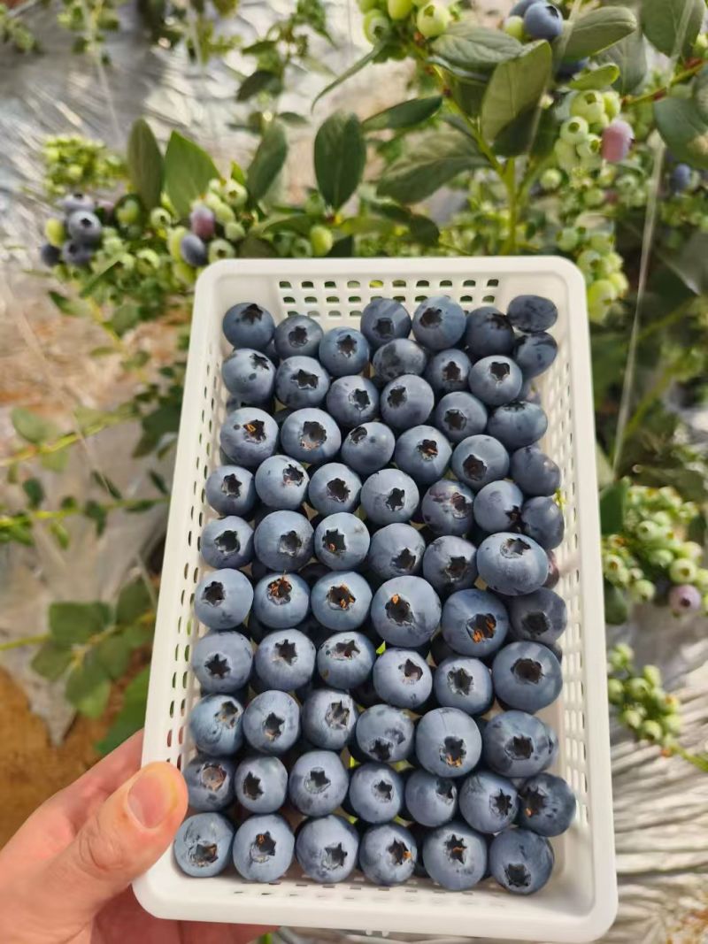 山东蓝莓L25/蓝莓F6大量上市基地直供品质优可视频看货