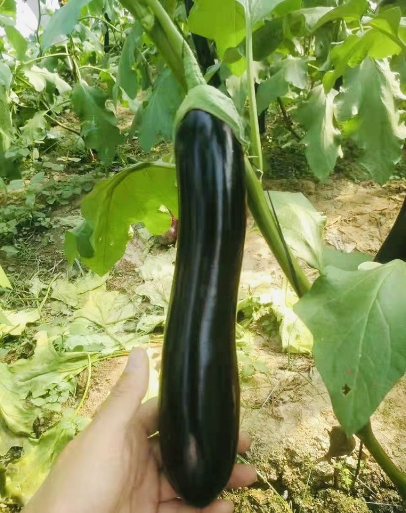 龙盛川糯大棒茄种子高产黑亮棒茄绿肉茄子紫黑烧烤茄种籽春秋