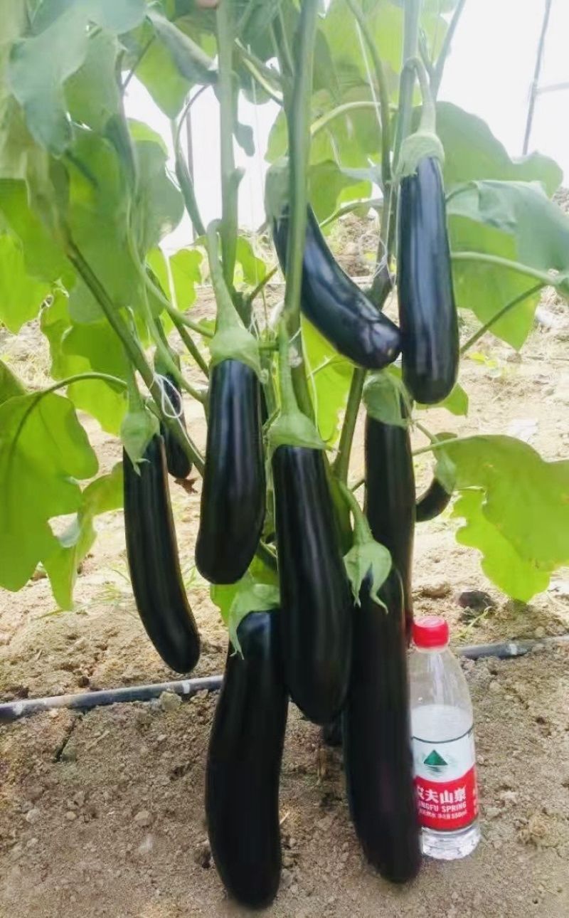 龙盛川糯大棒茄种子高产黑亮棒茄绿肉茄子紫黑烧烤茄种籽春秋
