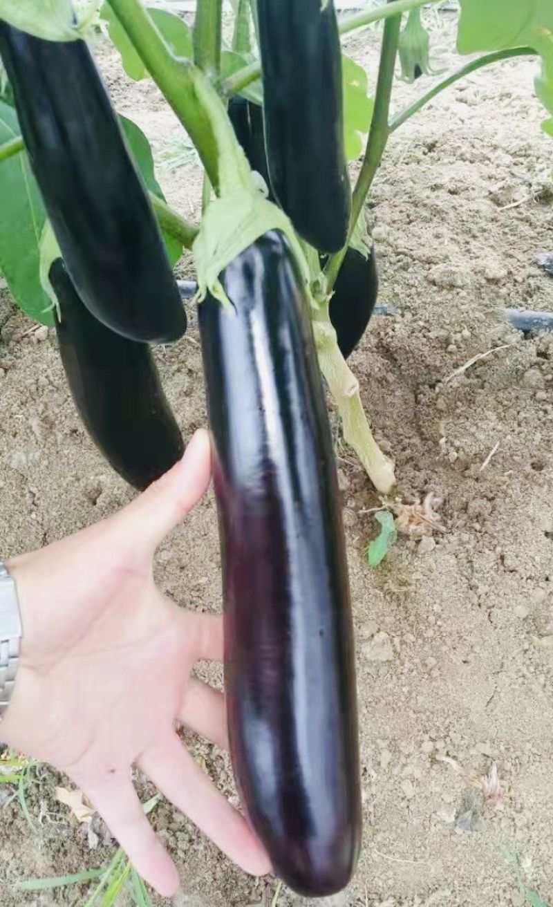 龙盛川糯大棒茄种子高产黑亮棒茄绿肉茄子紫黑烧烤茄种籽春秋