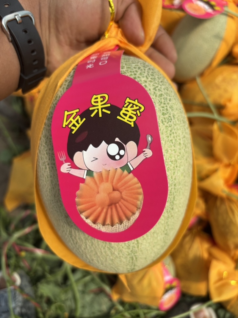 海南晓蜜25号