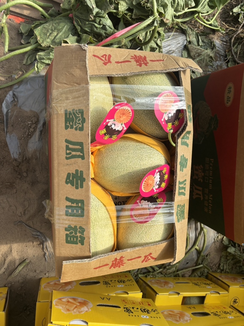 海南晓蜜25号