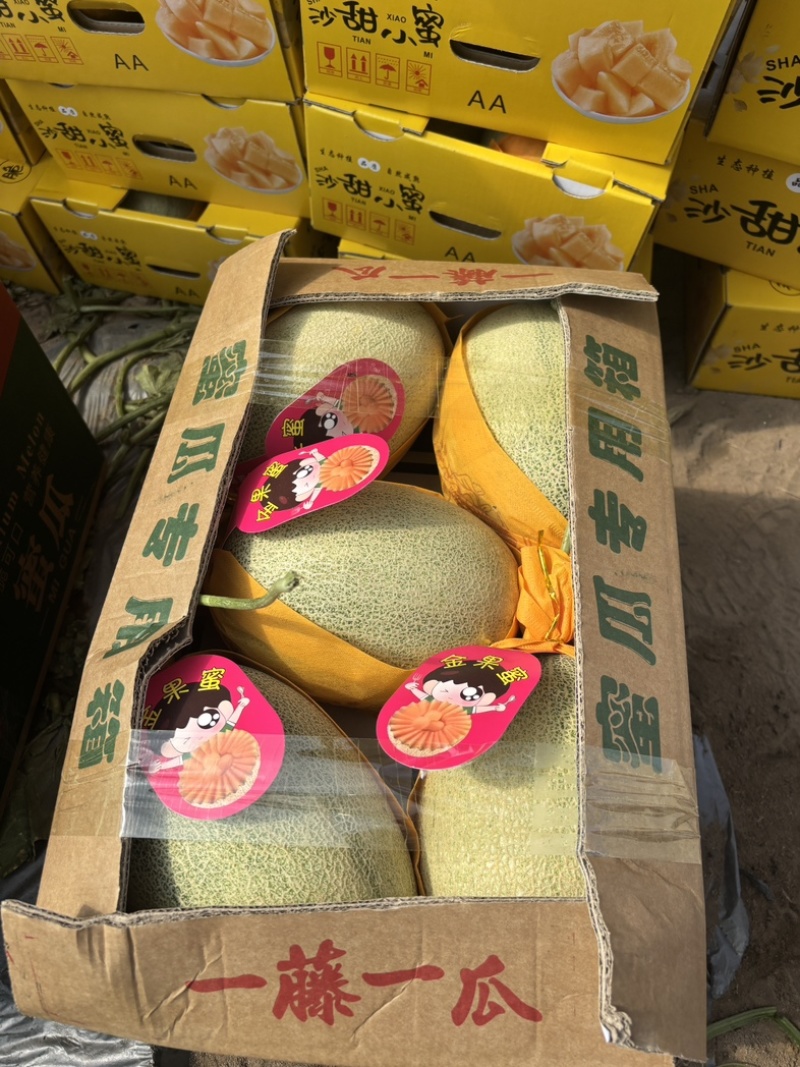 海南晓蜜25号