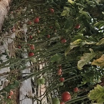 攀枝花米易番茄场地直销红果，大果中果小果