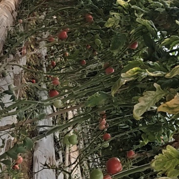 攀枝花米易番茄场地直销红果，大果中果小果