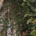 攀枝花米易番茄场地直销红果，大果中果小果