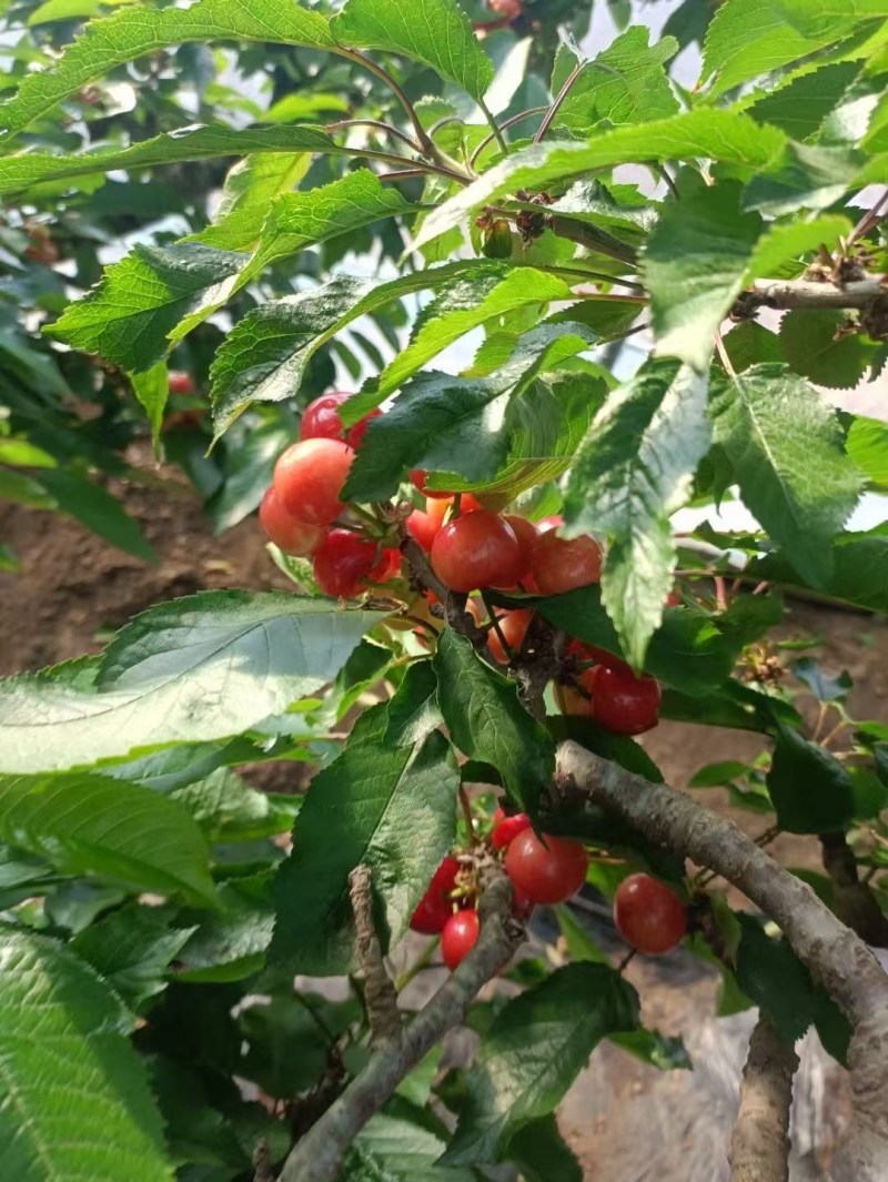 温室大棚樱桃少量有货
