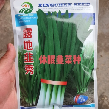 露地韭秀休眠品种抗病抗寒叶色深浓绿分孽强辣味浓香带甜头