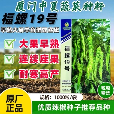 福螺19早熟超大果螺丝椒种籽春秋播种耐寒抗逆高产羊角椒
