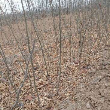 无刺皂角树嫁接皂荚树高产