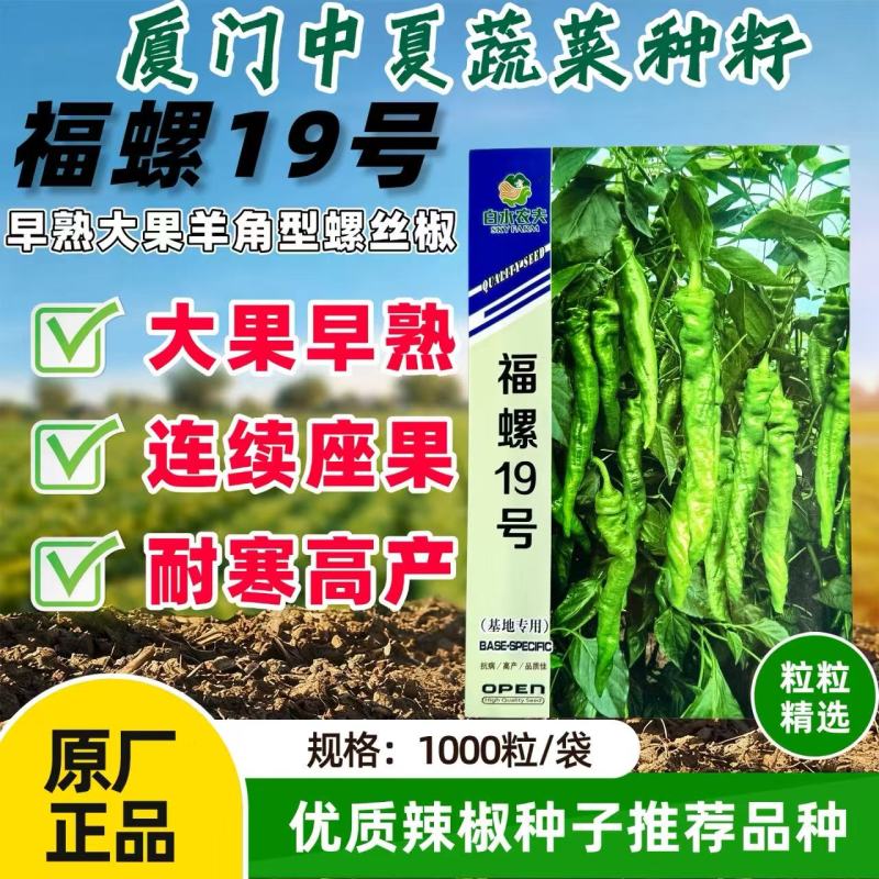 福螺19早熟超大果螺丝椒种籽春秋播种耐寒抗逆高产羊角椒
