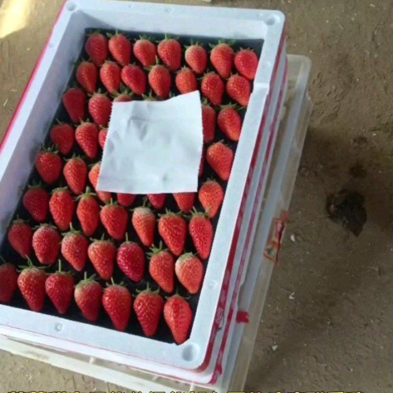 大棚草莓甜宝大量供应市场分级货通货